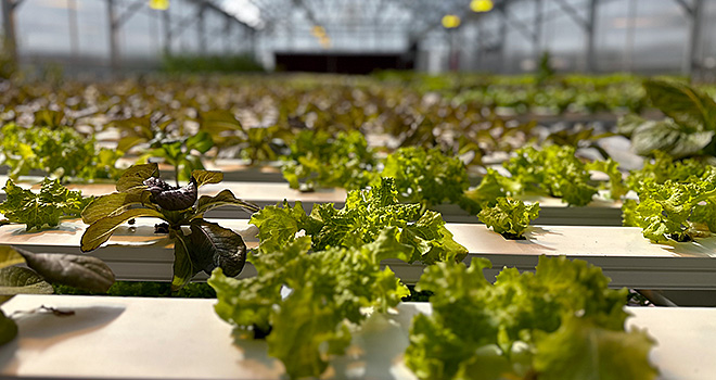Fresh greens growing in a hydroponic greenhouse.