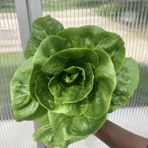 Heads of Lettuce