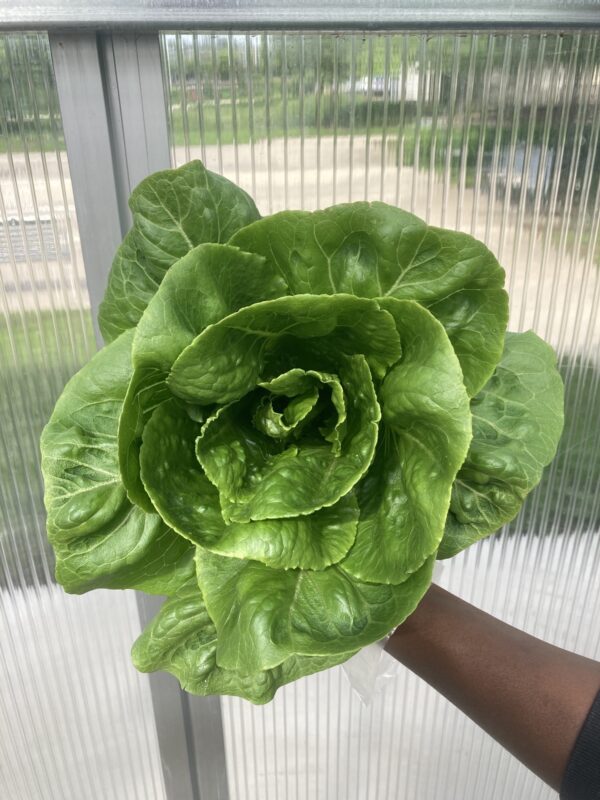 Green Romaine