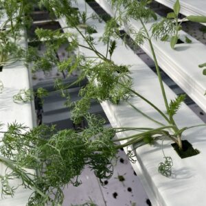 Dill