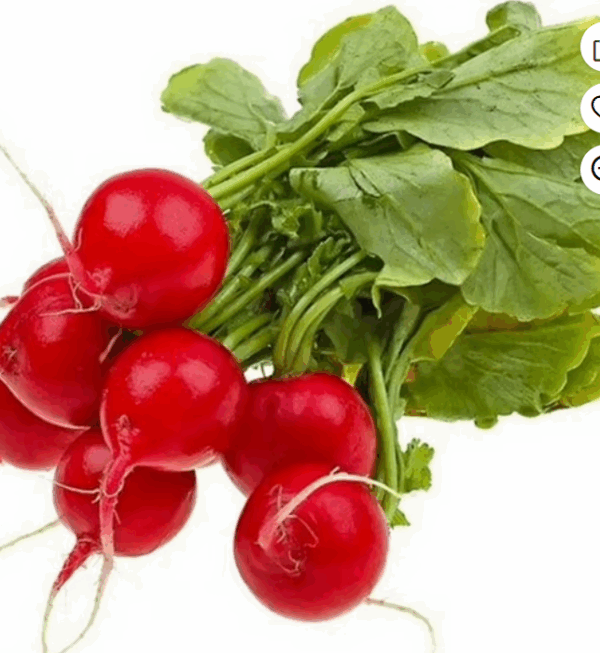 raddish