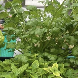 Herbs